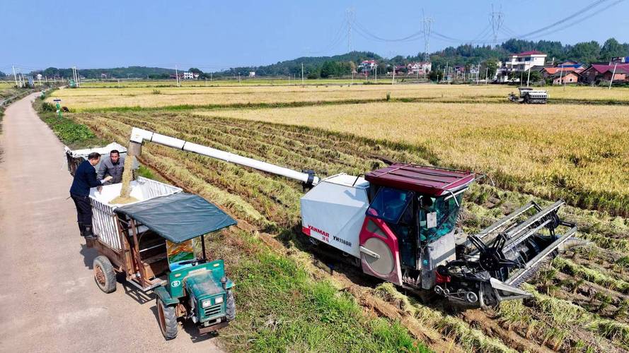 永州冷水滩农技专家护航晚稻机收颗粒归仓